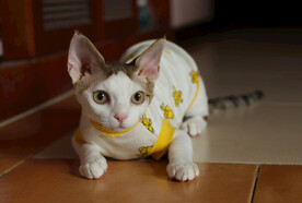 德文小猫表情包