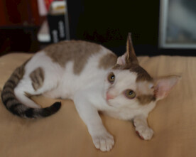 德文小猫表情包