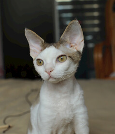 德文小猫表情包