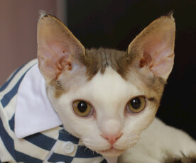 德文小猫表情包