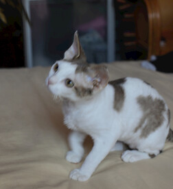 德文小猫表情包