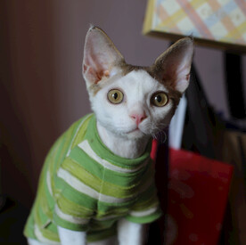 德文小猫惊恐表情