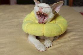 德文小猫笑哈哈表情