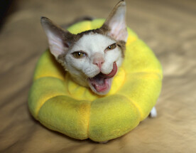 德文小猫馋相表情