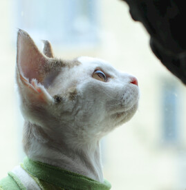 德文小猫专注表情