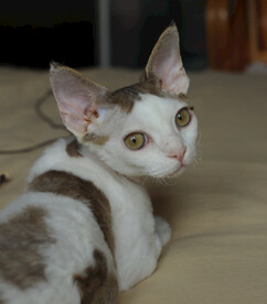 德文小猫疑惑表情