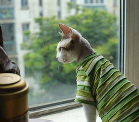 德文小猫期盼表情