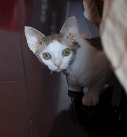 德文小猫伊万试探