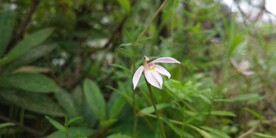 半边莲花朵图片