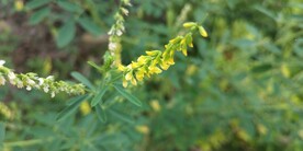 野外草木犀图片