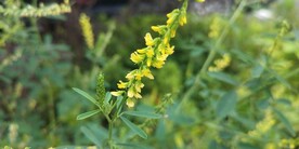 草木犀野外图片