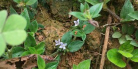 金毛耳草花图片