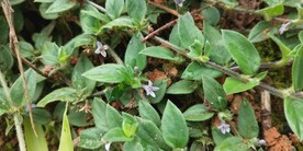 野外金毛耳草图片