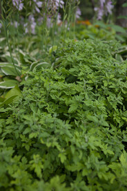 草丛 草地 草坪 野草   