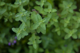 草丛 野草  薄荷