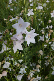 花朵 百花 五角星