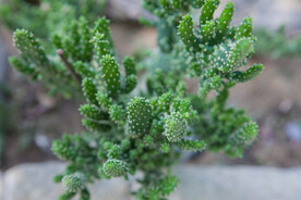 多肉 仙人掌 绿植