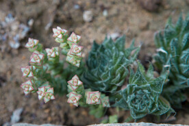 多肉 生物 绿植