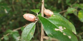 胡颓子羊奶子果实照