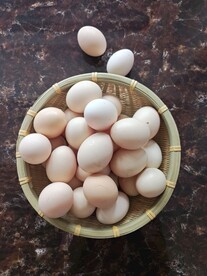 鸡蛋  