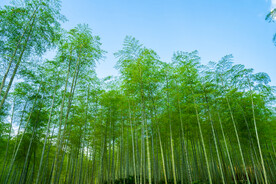 户外竹林自然景观