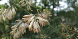 野外博落回图片