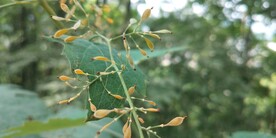 博落回种子图片