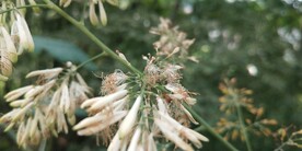 博落回花朵图片