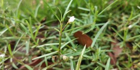 野外白花蛇舌草图片
