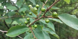 野外山胡椒果实