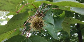 枫香树果树图片