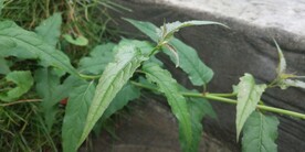 野外千里光苗图片