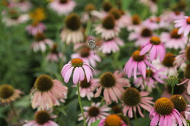 黑心菊 采蜜 植物  动物