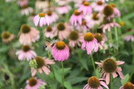 生物 昆虫 采蜜