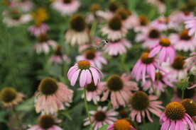 植物 动物 花园 采蜜