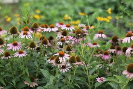 花朵  花园 菊花  太阳花