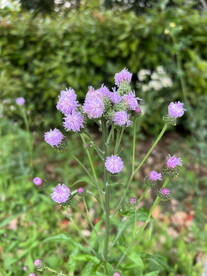 常见却不认识的花 泥胡菜