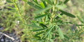 野外铁扫把图片