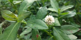 野外喜旱莲子草