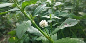 喜旱莲子草花图片