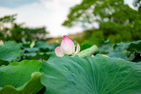 荷花 荷叶 花卉 花朵 花蕾 