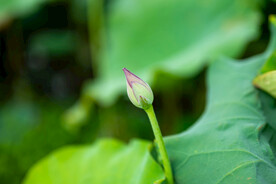 荷花 荷叶 花卉 花朵 花蕾 