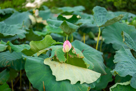 荷花 荷叶 花卉 花朵 花蕾 