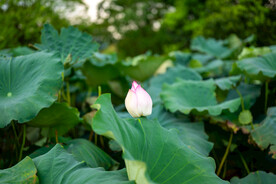 荷花 荷叶 花卉 花朵 花蕾 