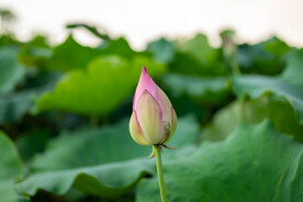 荷花 荷叶 花卉 花朵 花蕾 