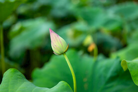 荷花 荷叶 花卉 花朵 花蕾 