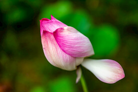 荷花 荷叶 花卉 花朵 花蕾 