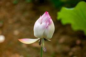 荷花 荷叶 花卉 花朵 花蕾 