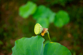 荷花 荷叶 花卉 花朵 花蕾 