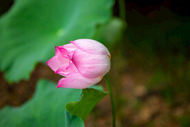 荷花 荷叶 花卉 花朵 花蕾 
